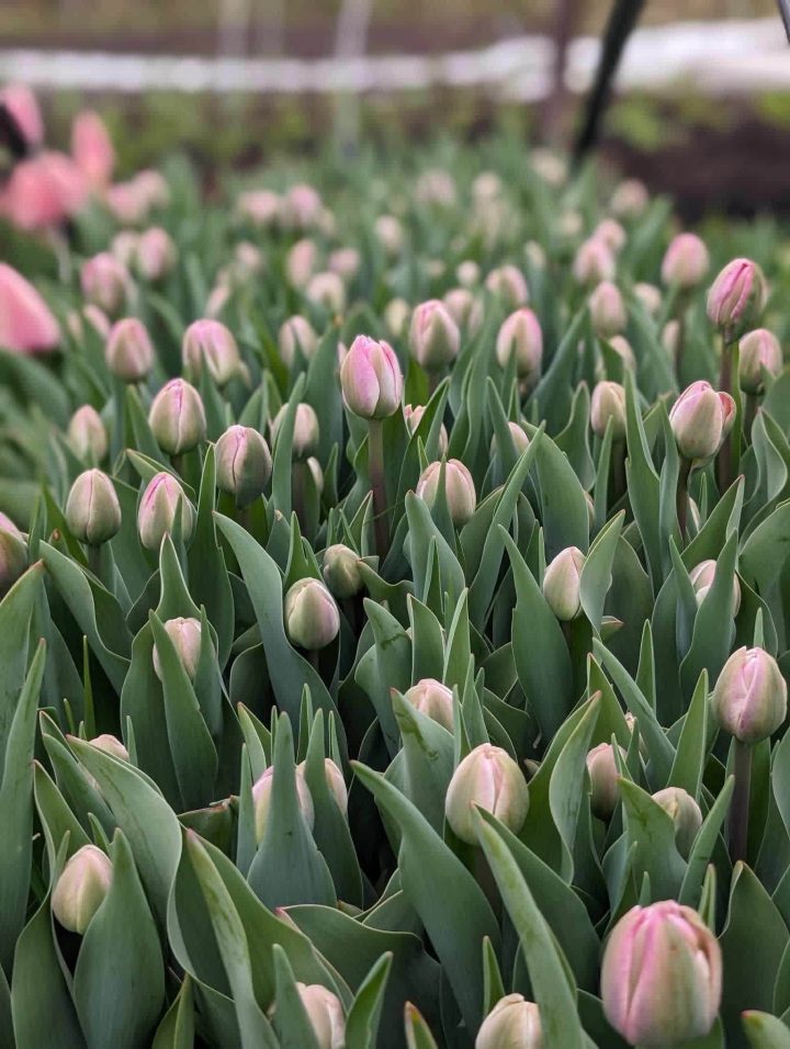 PRÉCOMMANDE - BOUQUET DE 10 TULIPES ASSORTIES – Image 6