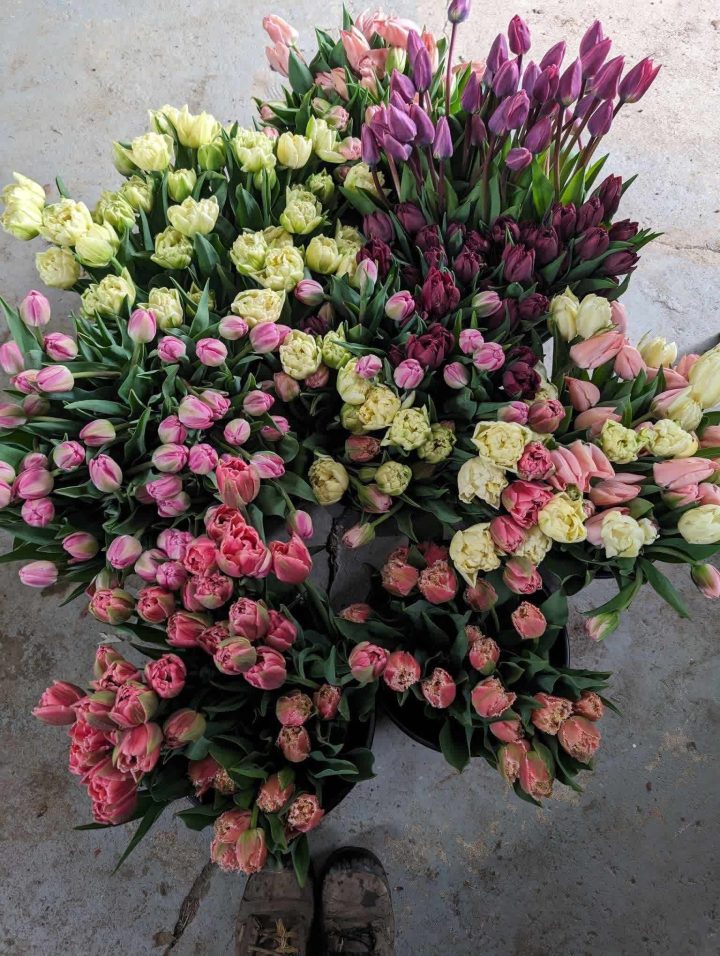 PRÉCOMMANDE - BOUQUET DE 10 TULIPES ASSORTIES